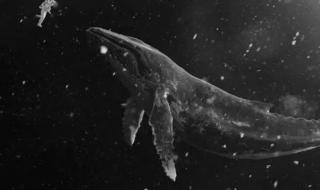 鲸生万物灭鲸落万物生真正含义 一鲸落万物生完整句