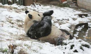 大熊猫的一些知识 熊猫的知识资料大全