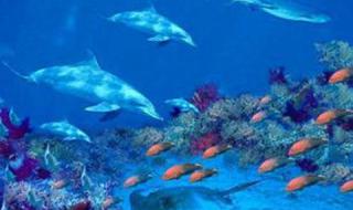 新澳海底世界下雨天能玩吗 秦皇岛新奥海底世界