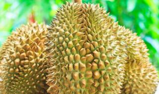 榴莲怎么挑才是最好的 榴莲怎么挑才是最好的